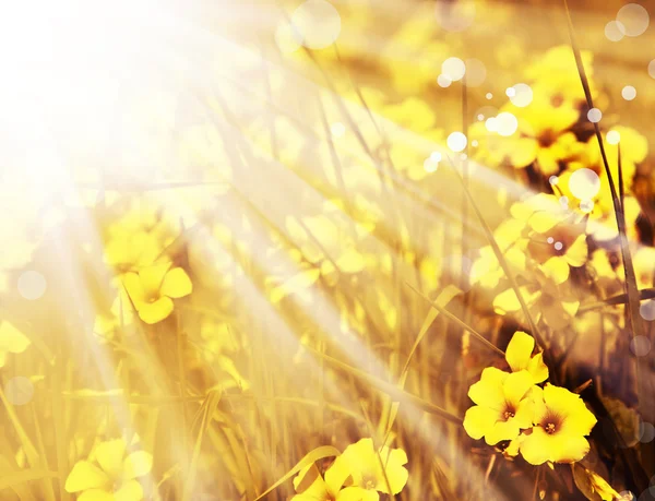 Gelbe Blüten — Stockfoto