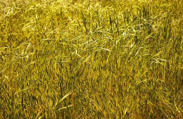 Paisagem de campo de grama — Fotografia de Stock