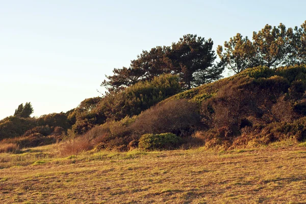 Autumn landscape with trees — Stock Photo, Image