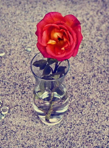 Rose rouge dans un vase en verre — Photo