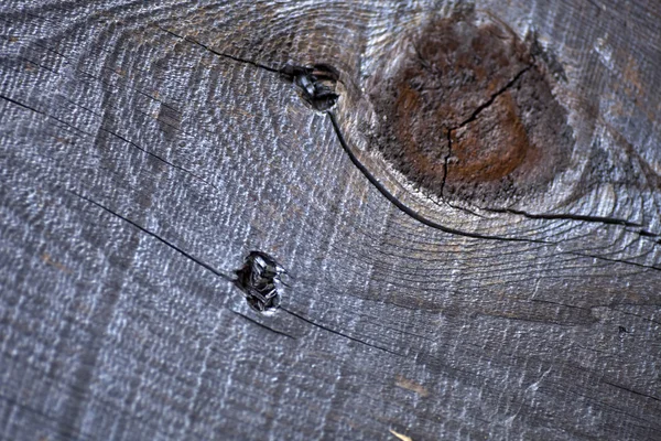 Textura de madera de árbol — Foto de Stock