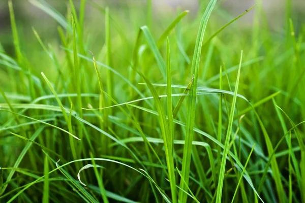 Thick grass with water drops — Stock Photo, Image