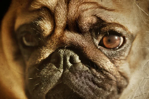Schattig pug puppy hondje — Stockfoto