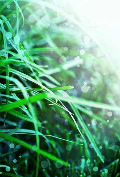 Erba spessa con gocce d'acqua — Foto Stock