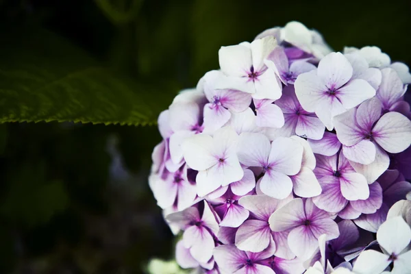 Little beautiful pink flowers — Stock Photo, Image