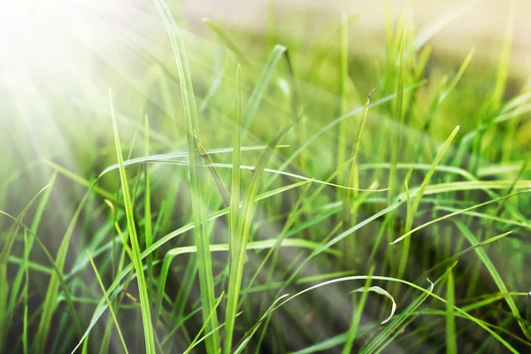 Frisches dickes Gras mit Wassertropfen — Stockfoto