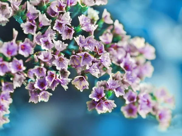 Piccoli bellissimi fiori rosa — Foto Stock