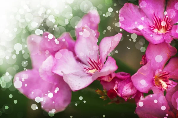 Rosafarbene Blumen blühen im Feld — Stockfoto