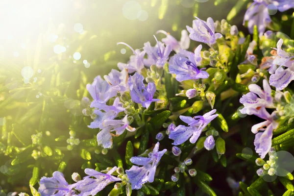Blooming purple flowers — Stock Photo, Image