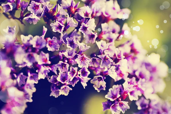 Blühende lila Blumen — Stockfoto