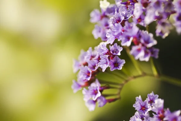 Blooming purple flowers — Stock Photo, Image