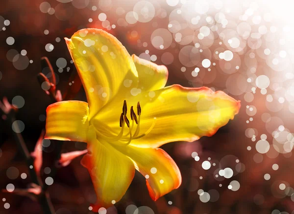 Yellow flower blooming — Stock Photo, Image