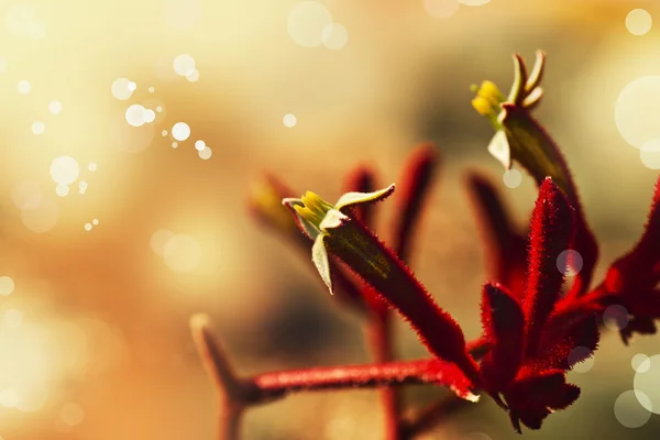 Красные нечеткие цветы — стоковое фото