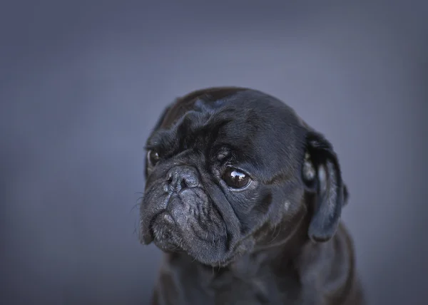 Cão-cachorro engraçado — Fotografia de Stock