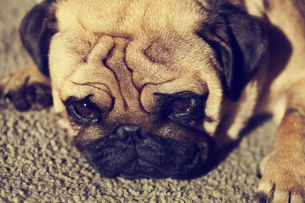 Funny Pug muzzle — Stock Photo, Image