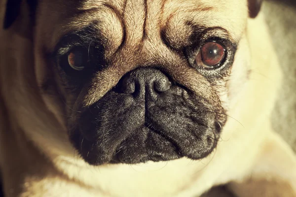 Grappige Pug snuit — Stockfoto