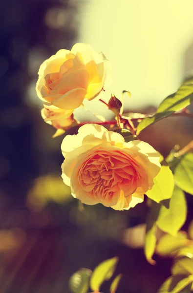 Yellow rose flowers blooming — Stock Photo, Image