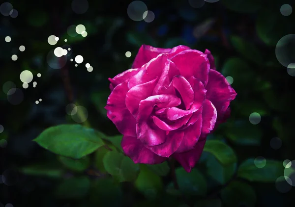 Rosa Blume blüht im Feld — Stockfoto