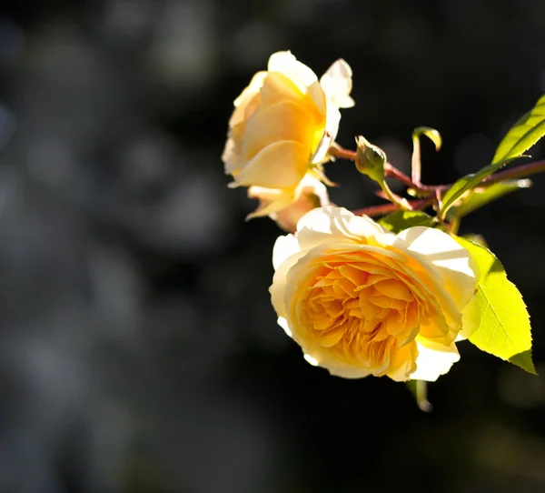 Yellow rose flowers blooming — Stock Photo, Image