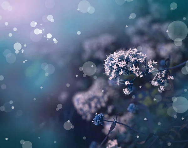 Blue flowers blooming in field — Stock Photo, Image