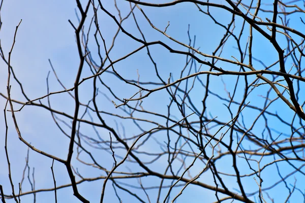 Silhouette de branche d'arbre — Photo