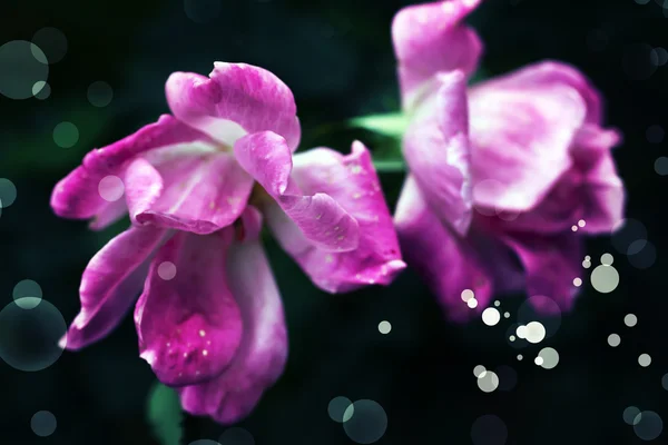 Roze bloeiende bloemen — Stockfoto