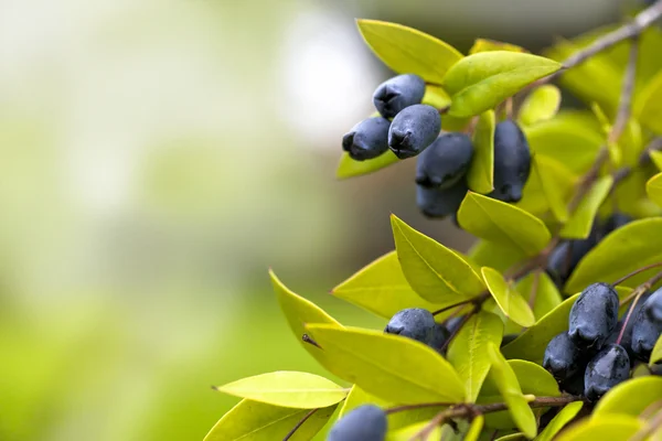 Juicy Blueberries — Stock Photo, Image