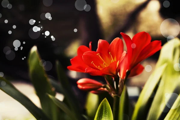 Красный цветок цветет в поле — стоковое фото