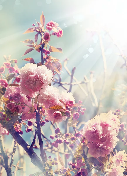 Paarse bloemen in bloei — Stockfoto
