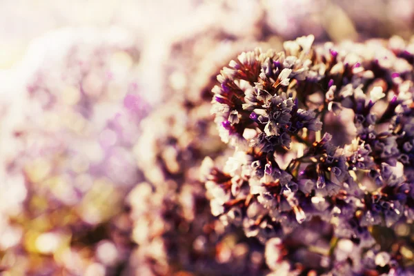 盛开的紫色的花 — 图库照片
