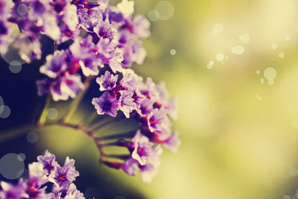 Blühende lila Blumen — Stockfoto