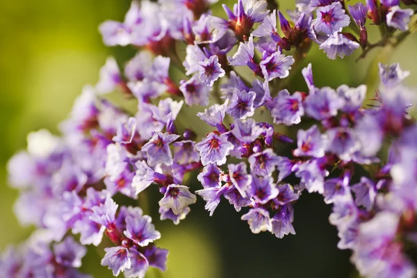 Blooming purple flowers — Stock Photo, Image