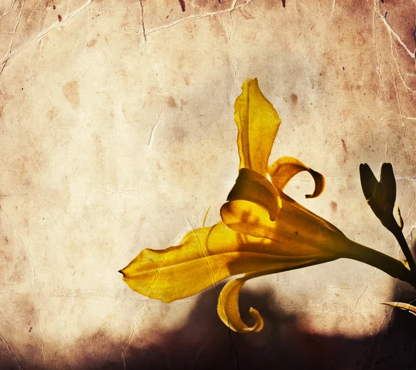 पिवळा फूल फुलांचा — स्टॉक फोटो, इमेज