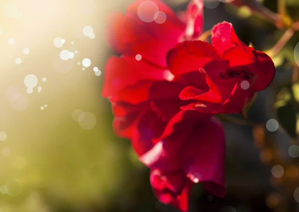 Rode bloem bloeien in veld — Stockfoto