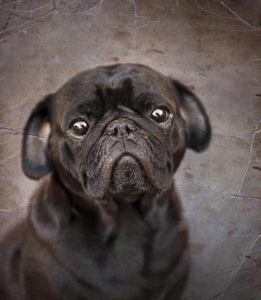 Grappige pug dog — Stockfoto