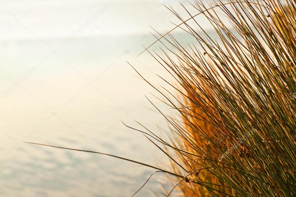 Autumn dry grass