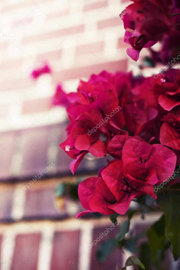 Bright red flowers