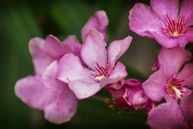 Pembe çiçekler alanında çiçeklenme
