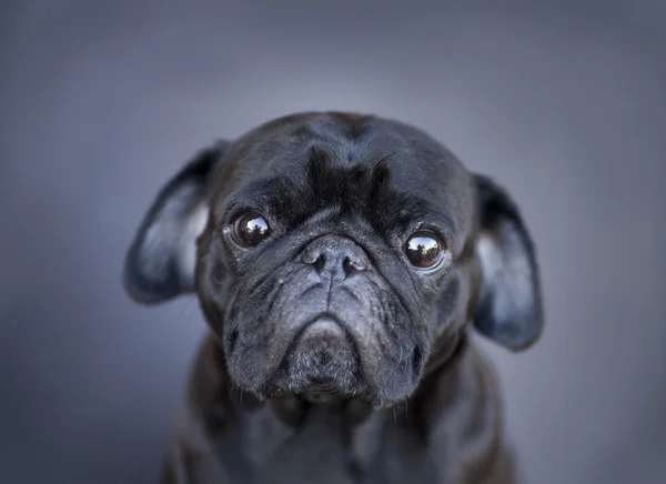 Komik pug köpek — Stok fotoğraf