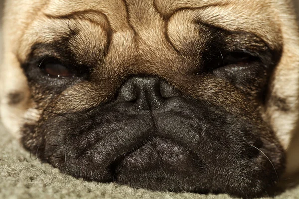 Cão-cachorro engraçado — Fotografia de Stock