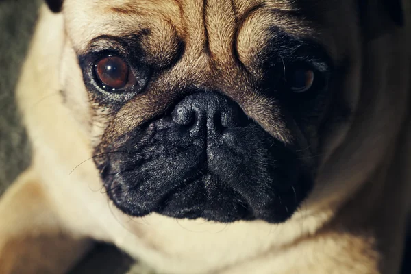 Cão-cachorro engraçado — Fotografia de Stock