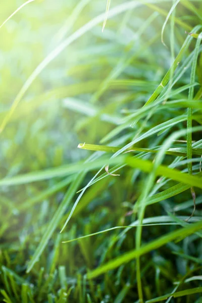 Hierba verde fresca — Foto de Stock