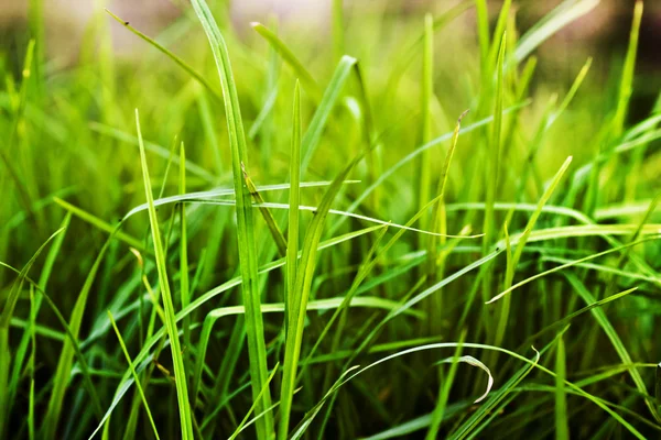 Fresh green grass — Stock Photo, Image