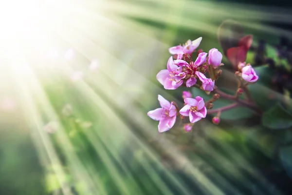 Rosa blühende Orchideenblüten — Stockfoto