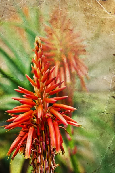 Aloe Vera Flower — Stock Photo, Image
