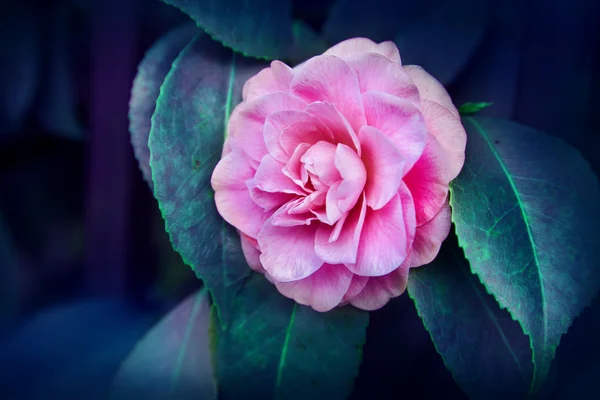 Rosa blommande blomma — Stockfoto