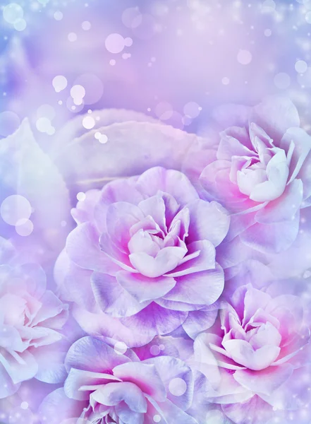 Kvetoucí květinové karta — Stock fotografie