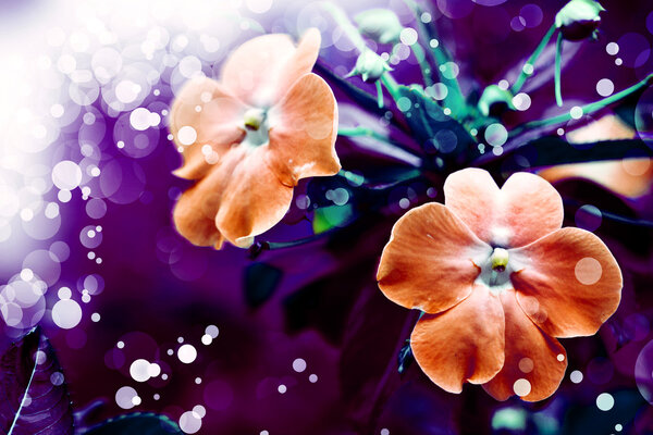 Orange  flowers blooming in field