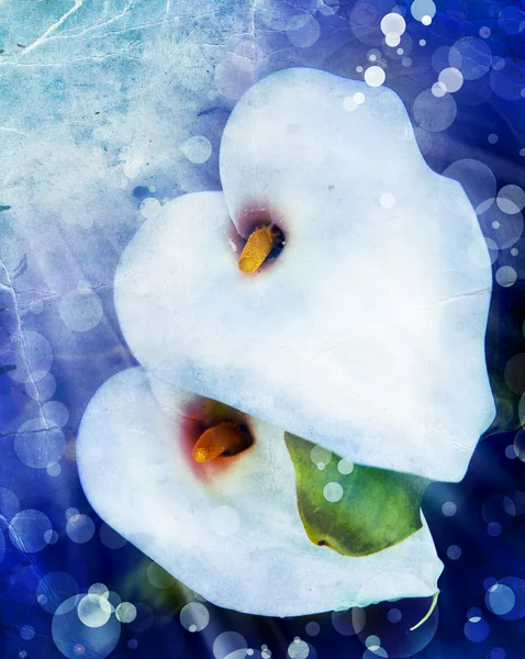 White calla flowers — Stock Photo, Image