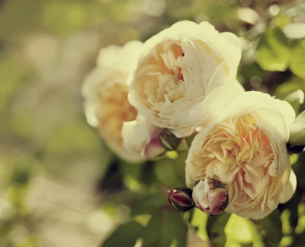 Peony flowers blooming — Stock Photo, Image